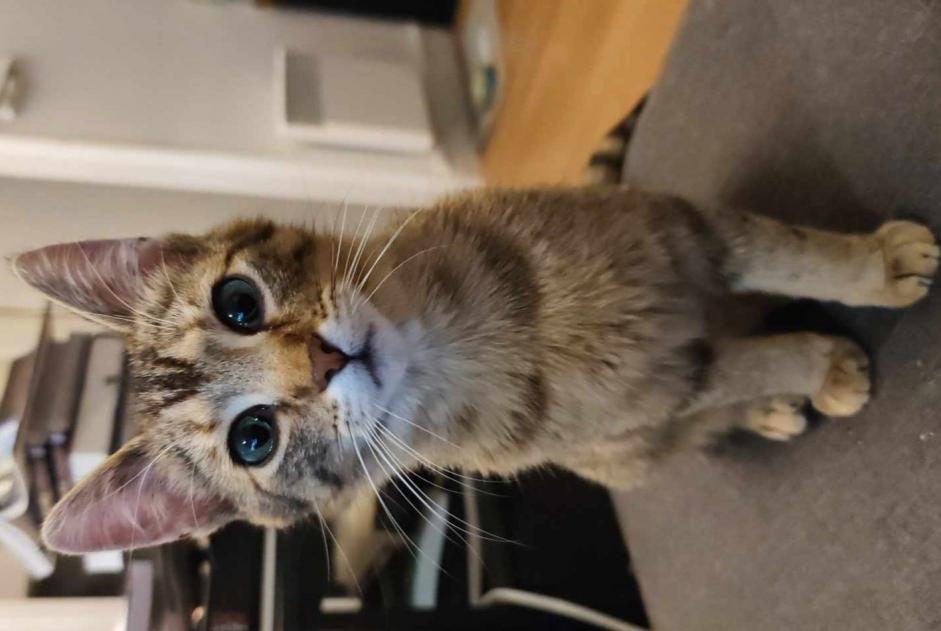 Vermisstmeldung Katze  Weiblich , 1 jahre Vire Normandie Frankreich