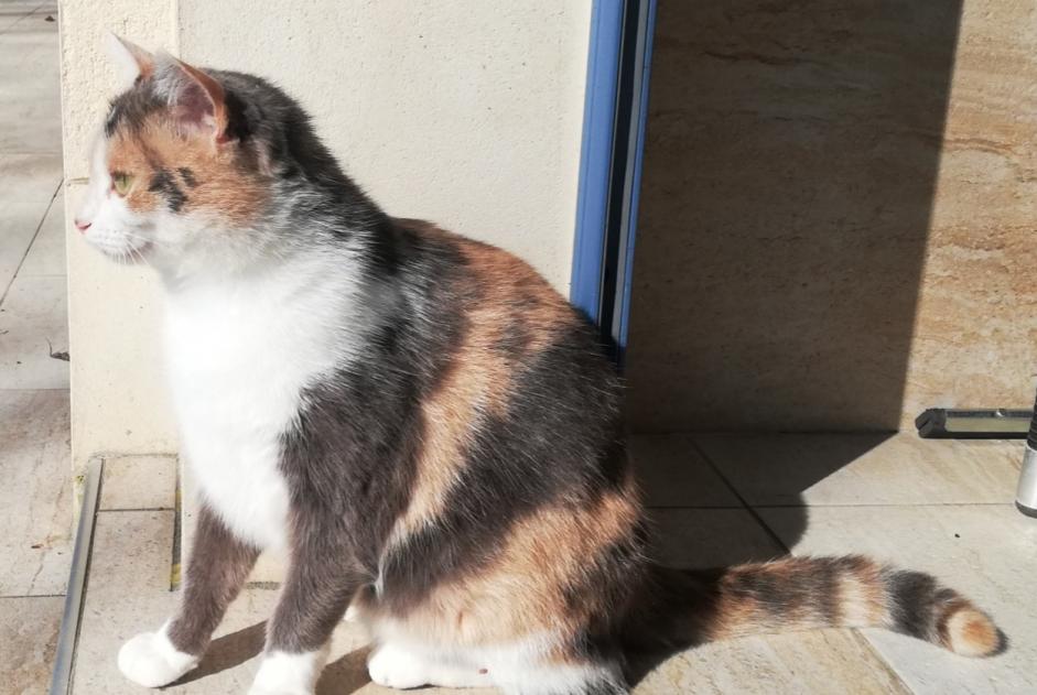 Vermisstmeldung Katze Weiblich , 1 jahre Azé Frankreich
