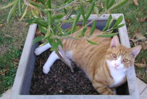 Vermisstmeldung Katze  Männliche , 11 jahre La Roche-sur-Yon Frankreich