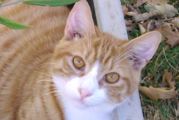 Vermisstmeldung Katze  Männliche , 11 jahre La Roche-sur-Yon Frankreich