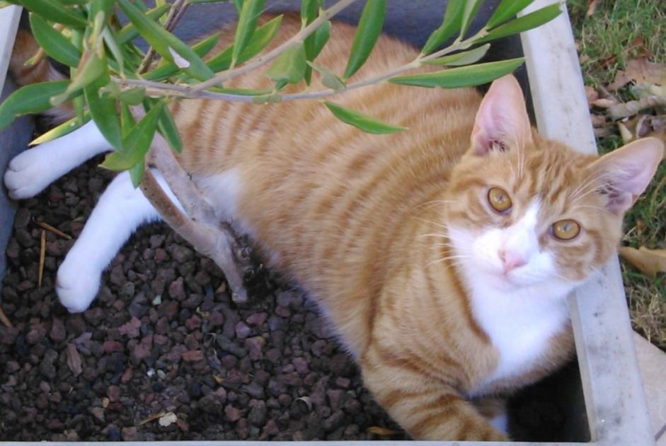 Vermisstmeldung Katze  Männliche , 11 jahre La Roche-sur-Yon Frankreich