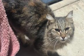Fundmeldung Katze Weiblich Vidauban Frankreich