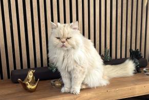Vermisstmeldung Katze  Männliche , 16 jahre Cagnes-sur-Mer Frankreich