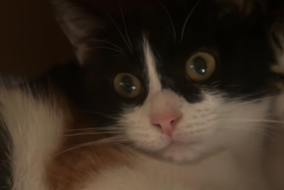 Vermisstmeldung Katze rassenmischung  Weiblich , 1 jahre Champosoult Frankreich