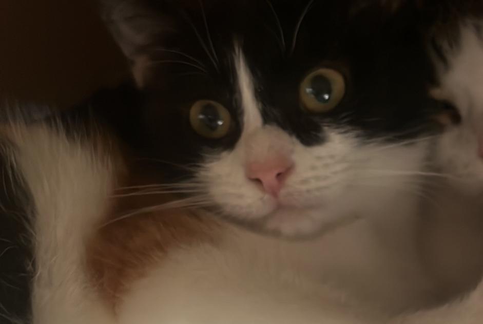 Vermisstmeldung Katze rassenmischung  Weiblich , 1 jahre Champosoult Frankreich