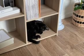 Vermisstmeldung Katze  Männliche , 15 jahre Liévin Frankreich