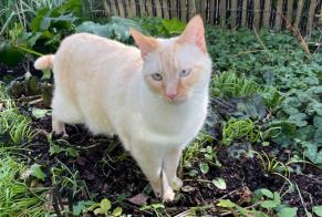 Vermisstmeldung Katze rassenmischung  Männliche , 3 jahre Thaon Frankreich