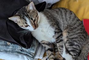 Vermisstmeldung Katze rassenmischung  Weiblich , 1 jahre Bordeaux Frankreich