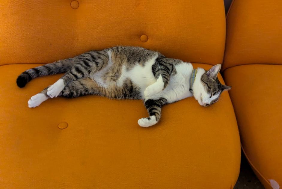 Vermisstmeldung Katze rassenmischung  Weiblich , 1 jahre Bordeaux Frankreich