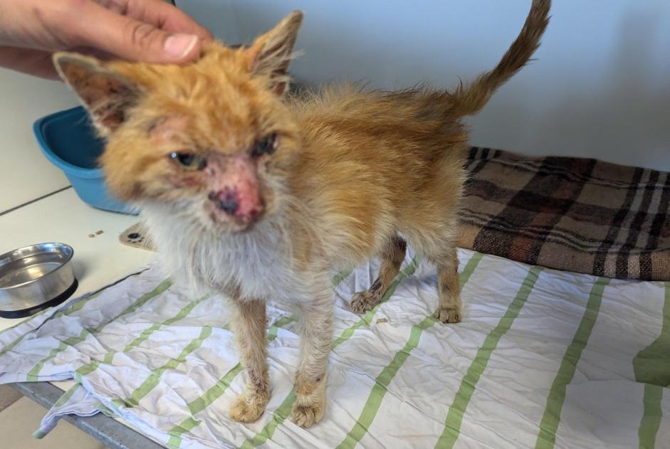 Fundmeldung Katze Männliche Visseiche Frankreich