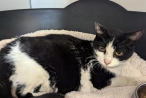 Fundmeldung Katze Weiblich Argentré-du-Plessis Frankreich