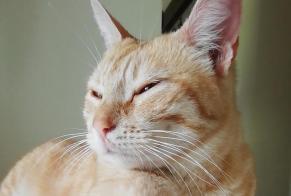 Fundmeldung Katze rassenmischung  Weiblich Torsac Frankreich