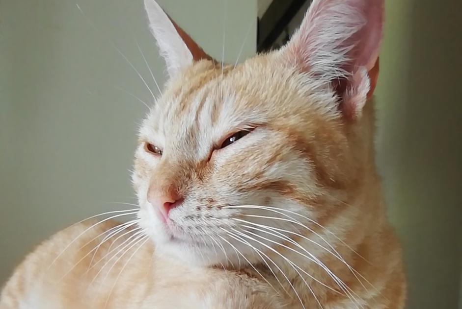 Fundmeldung Katze rassenmischung  Weiblich Torsac Frankreich