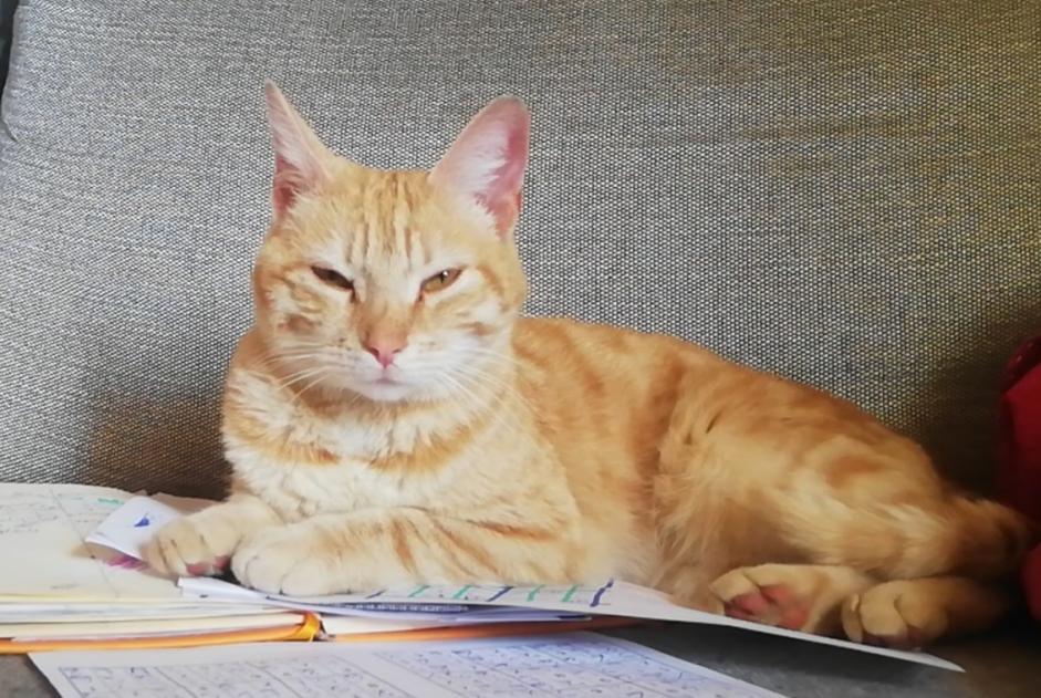 Fundmeldung Katze rassenmischung  Weiblich Torsac Frankreich