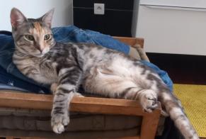 Vermisstmeldung Katze rassenmischung  Weiblich , 2 jahre La Seyne-sur-Mer Frankreich