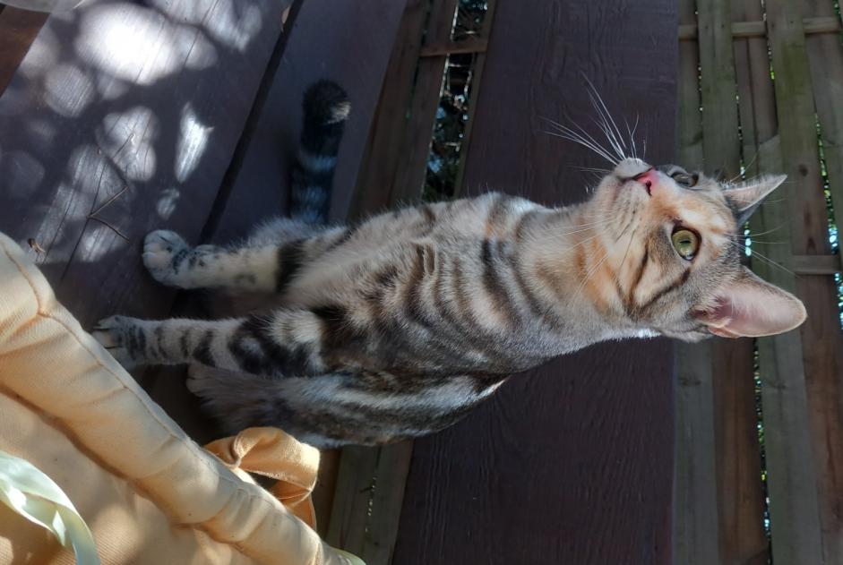Vermisstmeldung Katze rassenmischung  Weiblich , 2 jahre La Seyne-sur-Mer Frankreich