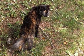 Fundmeldung Katze Weiblich , 1 Jahr Les Ponts-de-Cé Frankreich