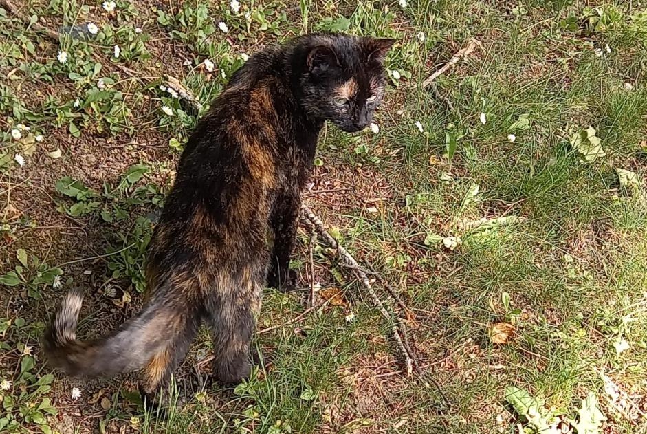 Fundmeldung Katze Weiblich , 1 Jahr Les Ponts-de-Cé Frankreich