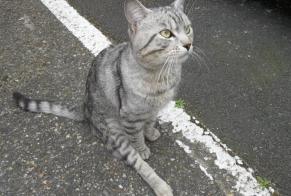 Fundmeldung Katze  Männliche , 2 Jahre Toulouse Frankreich