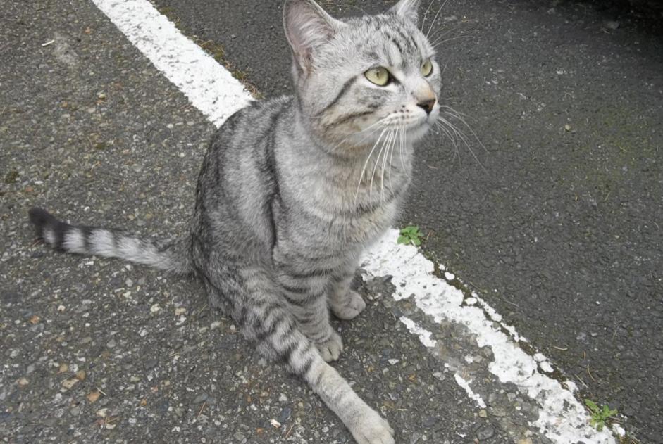 Fundmeldung Katze  Männliche , 2 Jahre Toulouse Frankreich