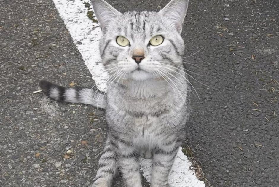 Fundmeldung Katze  Männliche , 2 Jahre Toulouse Frankreich