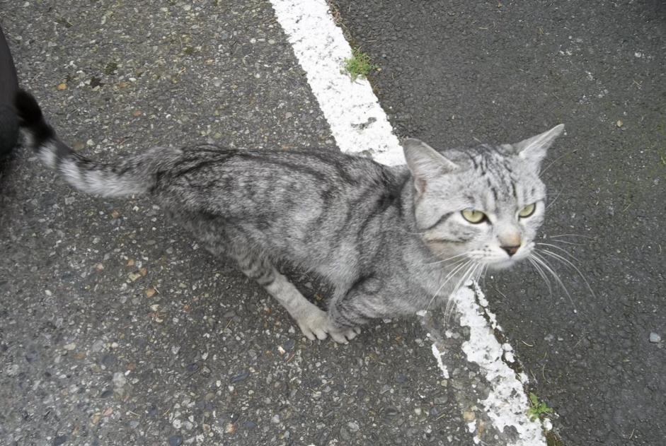 Fundmeldung Katze  Männliche , 2 Jahre Toulouse Frankreich