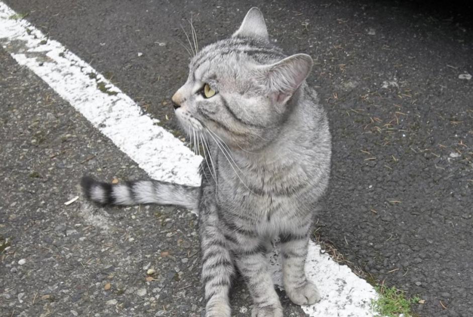 Fundmeldung Katze  Männliche , 2 Jahre Toulouse Frankreich