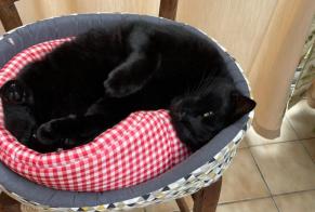 Vermisstmeldung Katze Männliche , 5 jahre Castelginest Frankreich