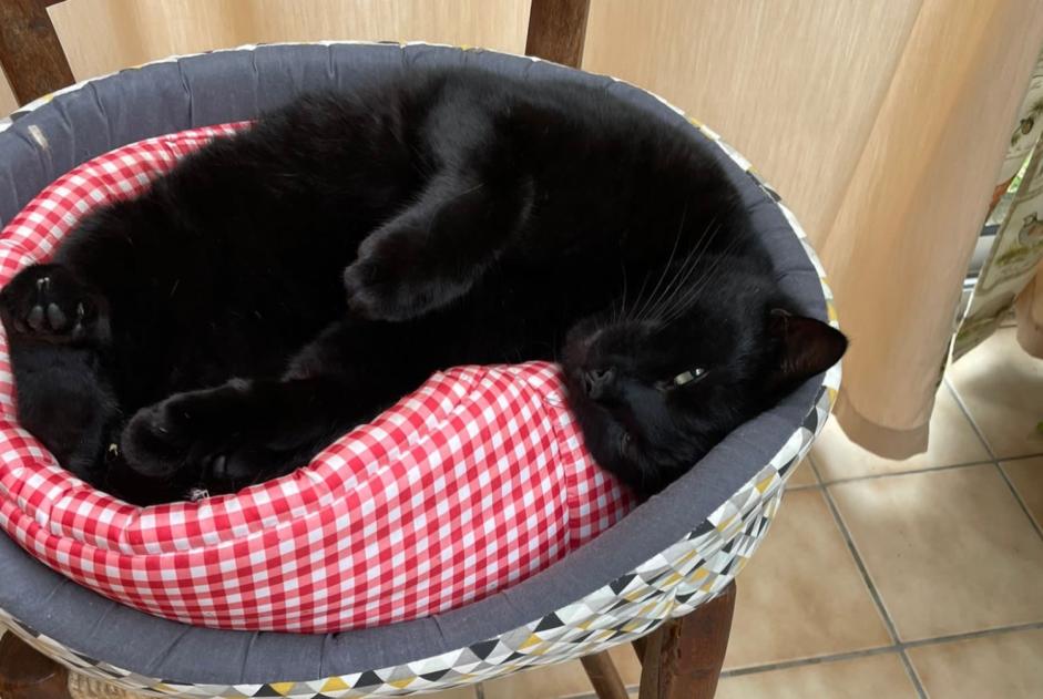 Vermisstmeldung Katze Männliche , 5 jahre Castelginest Frankreich