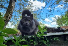 Fundmeldung Katze rassenmischung  Weiblich Vouillé Frankreich