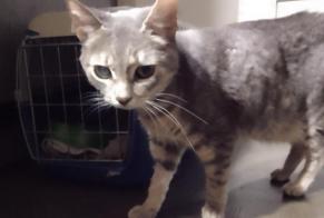 Vermisstmeldung Katze rassenmischung  Weiblich , 7 jahre Elne Frankreich