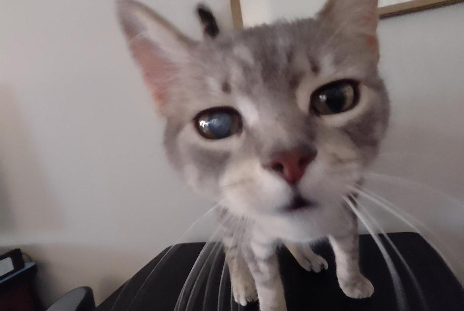 Vermisstmeldung Katze rassenmischung  Weiblich , 7 jahre Elne Frankreich