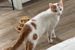 Vermisstmeldung Katze Männliche , 1 jahre Rosheim Frankreich