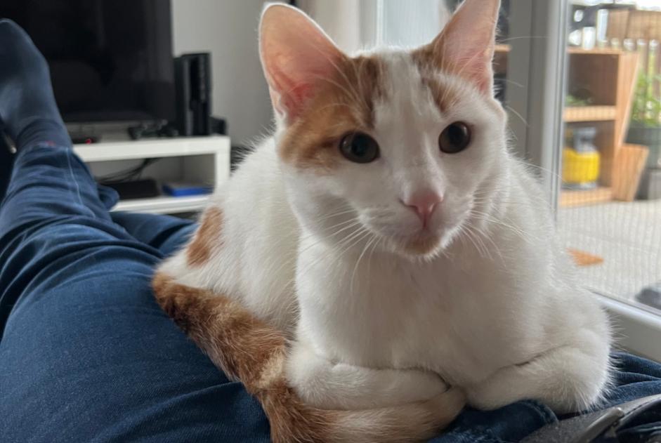 Vermisstmeldung Katze Männliche , 1 jahre Rosheim Frankreich
