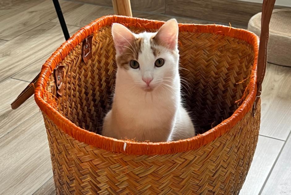 Vermisstmeldung Katze Männliche , 1 jahre Rosheim Frankreich