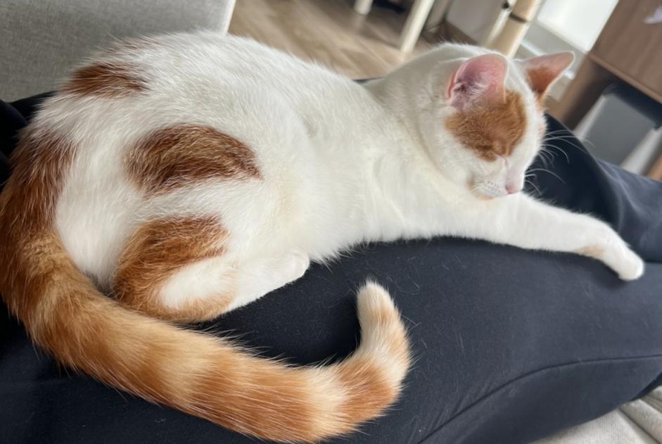 Vermisstmeldung Katze Männliche , 1 jahre Rosheim Frankreich