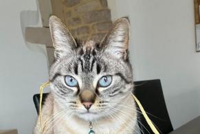 Vermisstmeldung Katze rassenmischung  Weiblich , 6 jahre Cruzille Frankreich