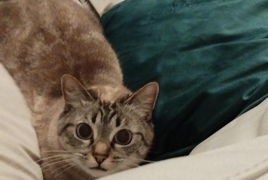 Vermisstmeldung Katze rassenmischung  Weiblich , 6 jahre Cruzille Frankreich