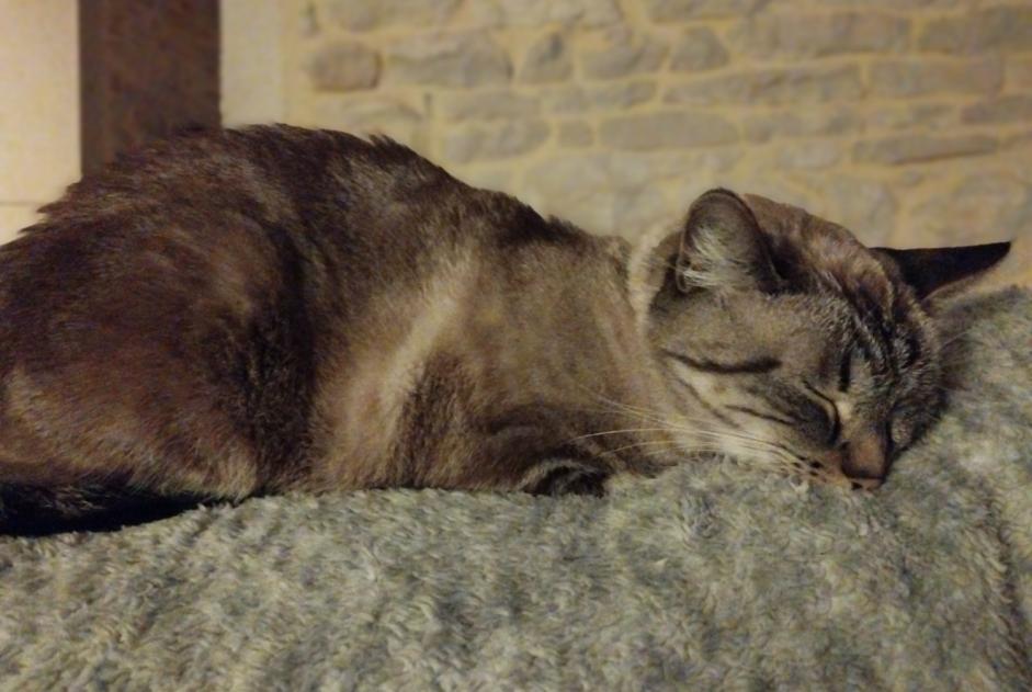 Vermisstmeldung Katze rassenmischung  Weiblich , 6 jahre Cruzille Frankreich