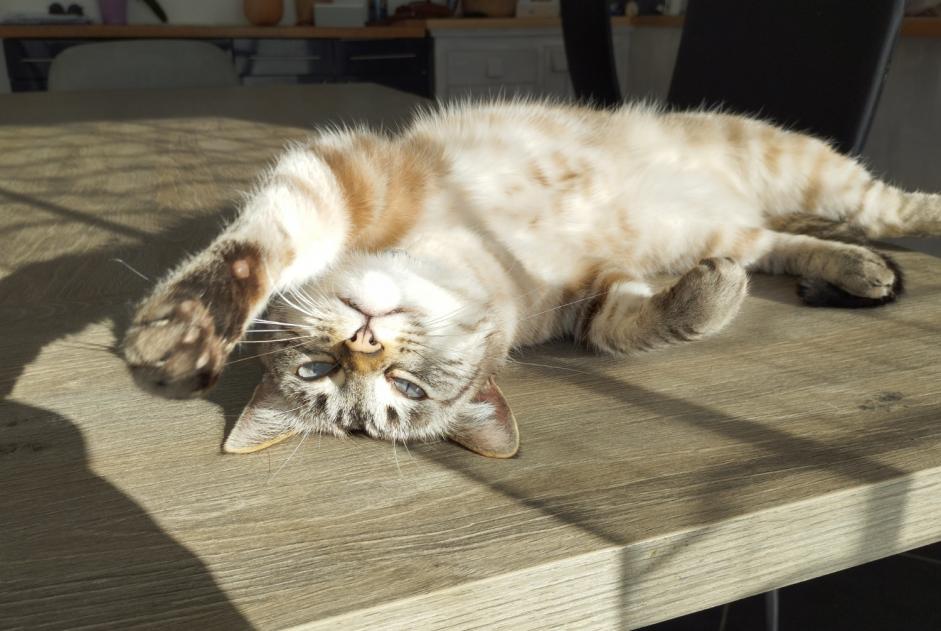 Vermisstmeldung Katze rassenmischung  Weiblich , 6 jahre Cruzille Frankreich