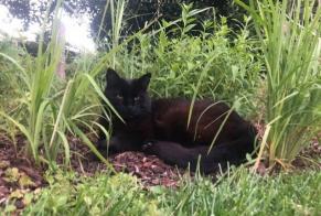 Vermisstmeldung Katze Männliche , 15 jahre Saint-Louis Frankreich