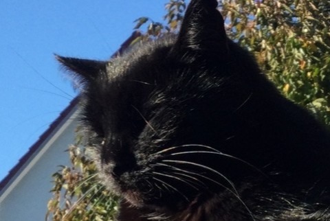 Vermisstmeldung Katze Männliche , 15 jahre Saint-Louis Frankreich
