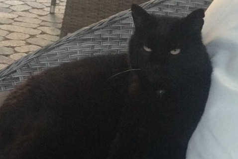 Vermisstmeldung Katze Männliche , 15 jahre Saint-Louis Frankreich