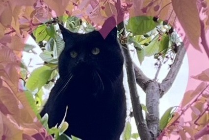 Vermisstmeldung Katze Männliche , 15 jahre Saint-Louis Frankreich