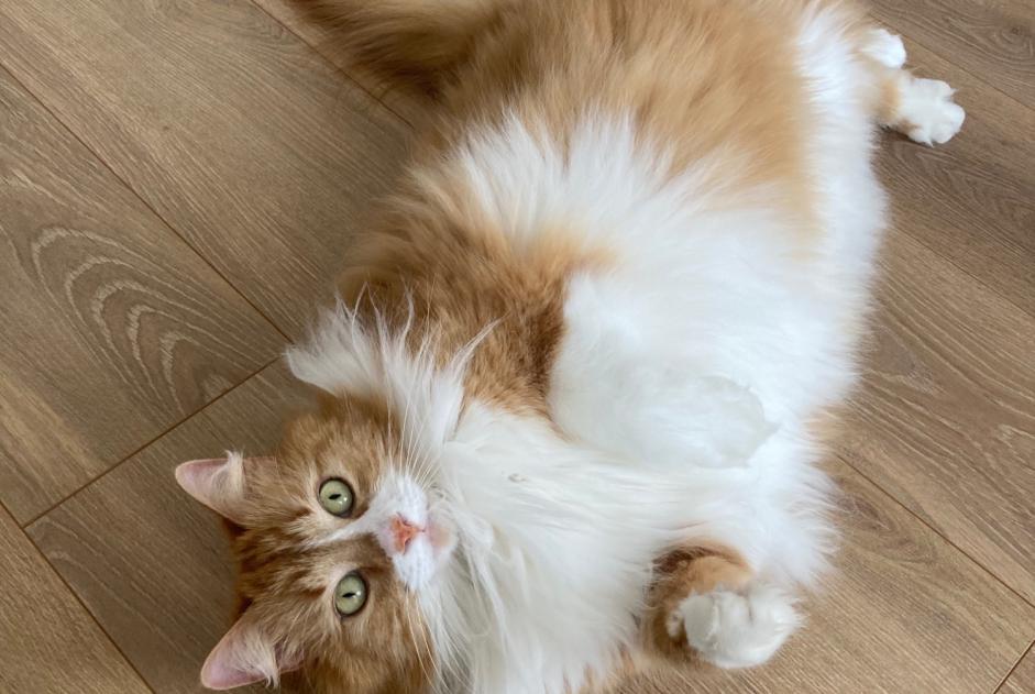 Vermisstmeldung Katze rassenmischung  Weiblich , 5 jahre Orléans Frankreich