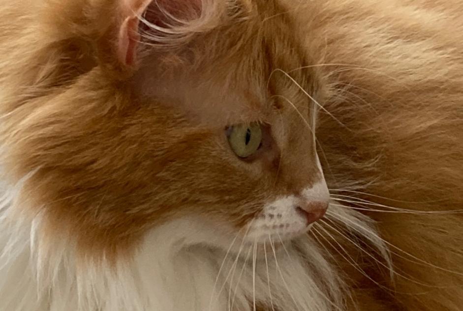 Vermisstmeldung Katze rassenmischung  Weiblich , 5 jahre Orléans Frankreich