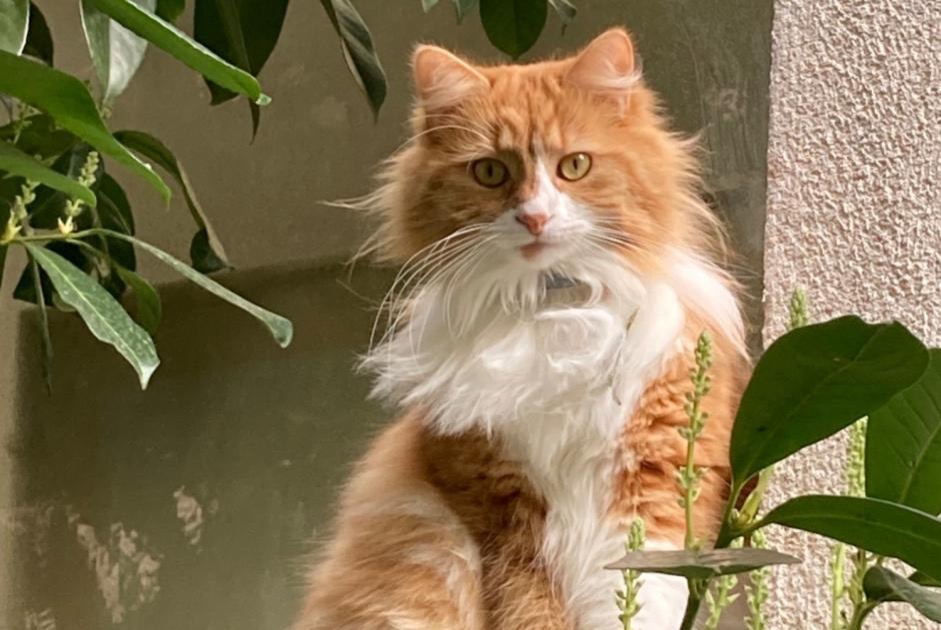 Vermisstmeldung Katze rassenmischung  Weiblich , 5 jahre Orléans Frankreich