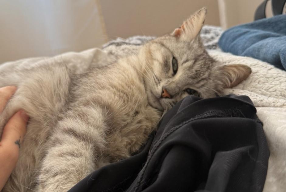 Fundmeldung Katze   Weiblich Amiens Frankreich