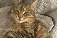 Vermisstmeldung Katze rassenmischung  Weiblich , 4 jahre Mazingarbe Frankreich