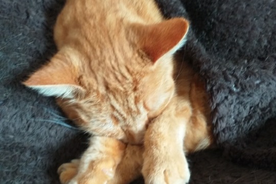 Vermisstmeldung Katze Männliche , 5 jahre Dompierre-sur-Besbre Frankreich